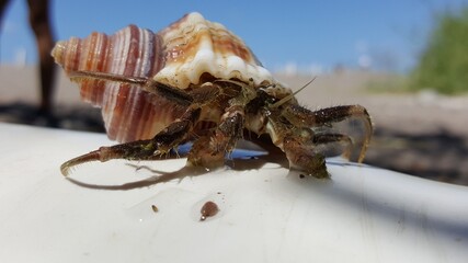 sea urchin on the beach