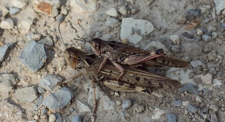 a grasshopper sitting on the back of another grasshopper