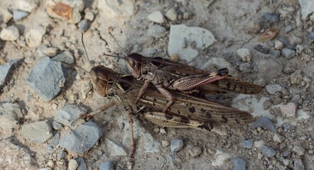 a grasshopper sitting on the back of another grasshopper
