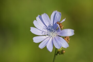 Fototapeta premium lilac flower on a green background