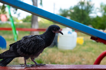 pigeon chick. lonely bird sits on a bench