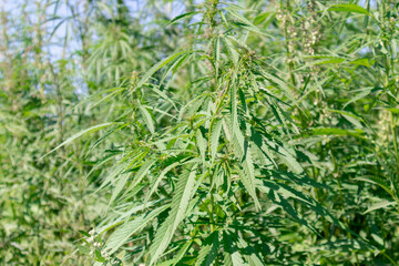Fototapeta premium Wild hemp field in the village. Alternative medicine and legalization of hemp concept.