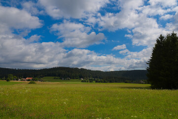 Sommer auf dem Fohrenbühl im Schwarzwald