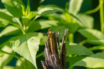 Big yellow Dragonfly hold on dry branch Close up. Dragonfly in the nature habitat. Beautiful nature scene with dragonfly outdoor. a background wallpaper. copy space and place for text.