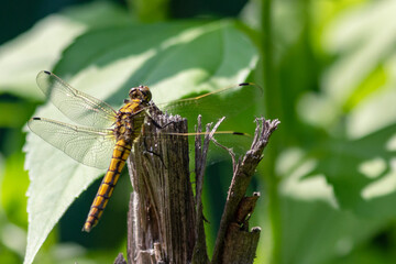 Big yellow Dragonfly hold on dry branch Close up. Dragonfly in the nature habitat. Beautiful nature scene with dragonfly outdoor. a background wallpaper. copy space and place for text.