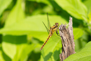 Big yellow Dragonfly hold on dry branch Close up. Dragonfly in the nature habitat. Beautiful nature scene with dragonfly outdoor. a background wallpaper. copy space and place for text.