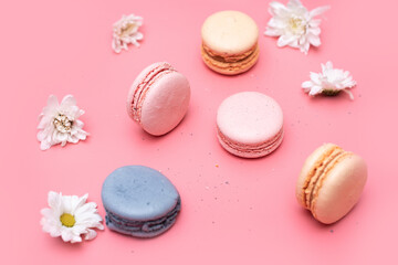 sweet delicious macaroons on a pink background with white daisies