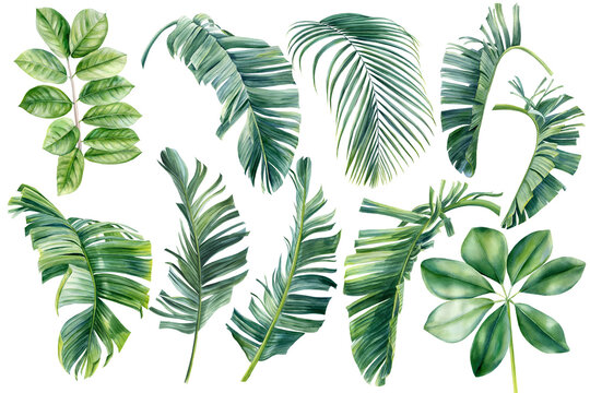 set of tropical plants, palm leaves, green leaves painted in hand-made watercolor, botanical painting