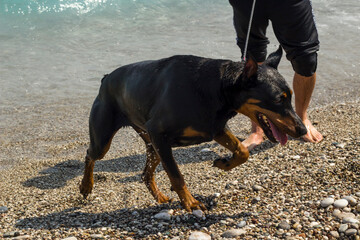 ANTALYA,KONYAALTI-TURKEY - APRIL18, 2019:Adult a man playing his dog doberman pinscher at beach.