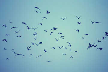 abstract blurred background, flock of black birds in flight, concept of sadness stress, autumn depression
