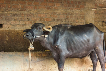 indian black buffalo (Bubalus bubalis)