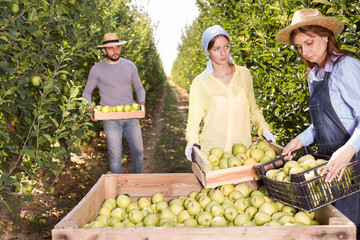 Team of orchard workers loading fresh apples to large-size wooden transportation container