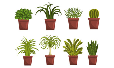 House Plants in Brown Flowerpots Set, Home or Office Interior Decoration Vector Illustration