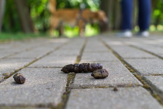 Dog turd or poo lying on a sidewalk