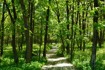 北海道 十勝 木漏れ日の遊歩道