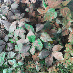 Plants covered with dust