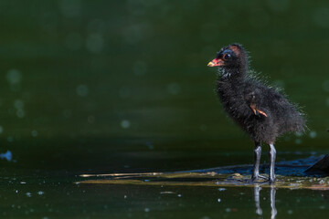 Common Moorhen - Gallinula chloropus - Gallinule poule d'eau