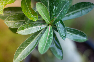 The tree planted in a beautiful house with an evening atmosphere that awakens around the house.