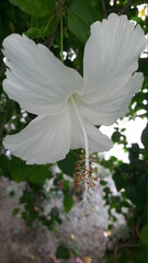 White hibiscus flowers have beautiful stamens and fragile petals blooming beautifully in the garden.