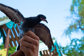 pigeon flying into the sky, bird spread its wings