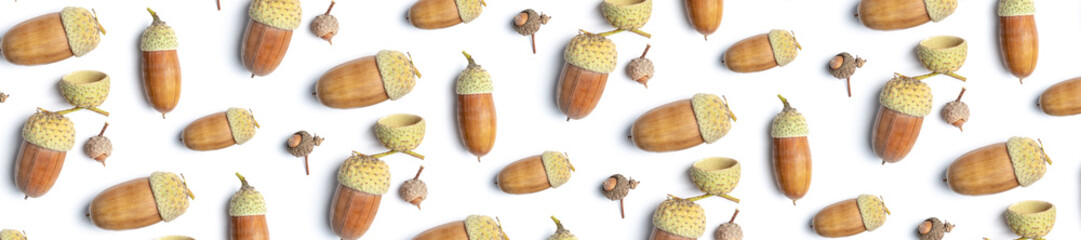 Oak acorns of different sizes on a white background