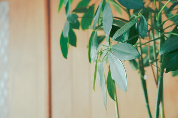 部屋に置かれた観葉植物の葉っぱ