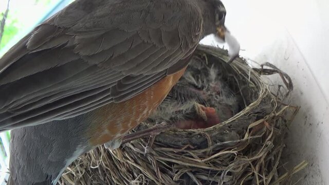 Cute pink baby Robin anus puckers after pooping huge fecal sac in nest