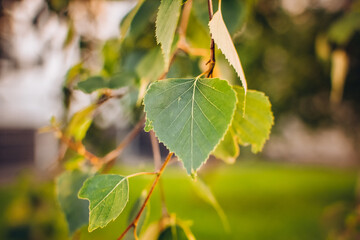 branch of birch tree Betula pendula, silver birch, warty birch, European white birch with green leaves