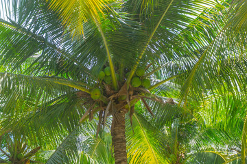 Coconut palm trees perspective view in Mui Ne, Binh Thuan, Vietnam