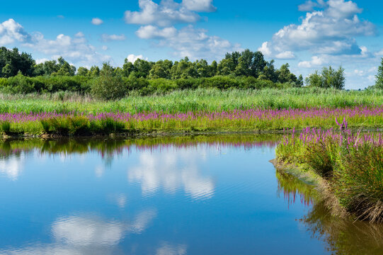 purple loosestrife  along shore in National Park Biesbosch. In Werkendam, The Netherlands 