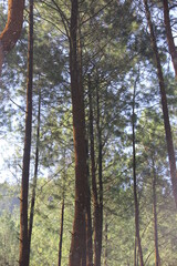 Fototapeta premium the atmosphere of Gunung Kawi Malang pine forest, East Java