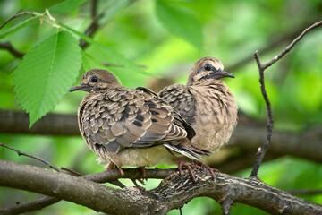 Fledgling mourning dove siblings sit close together while preening on branch.
