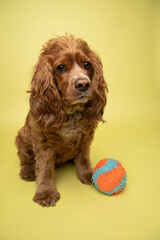 Studio portrait of a cocker spaniel with a toy ball. The background is yellow.