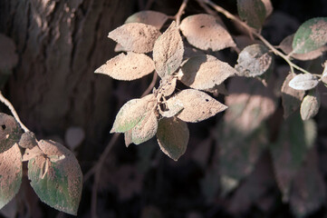 Tree leaves covered with dust,