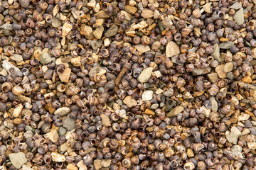  Many small seashells on the riverbank, texture in good quality