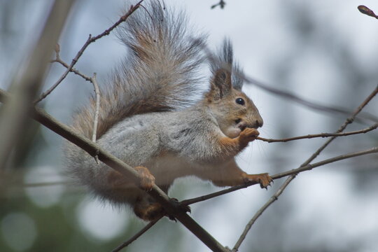 squirrel in parck