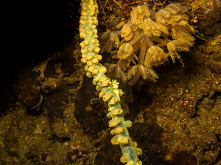 Tiny yellow Whip coral shrimp, Pontonides ankeri at a Whip coral at a Puerto Galera tropical coral reef, Philippines