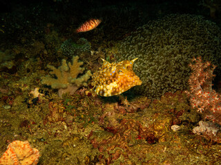 Thornback cowfish or Lactoria fornasini at a Puerto Galera tropical coral reef, Philippines