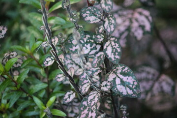 cool colored philo stasya petals