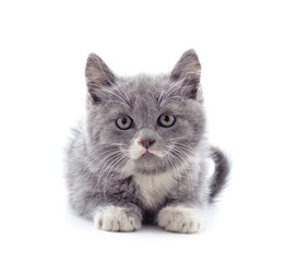 Little gray kitten .