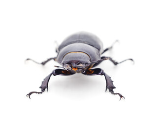 Brown deer beetle.