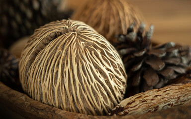 suicide tree (pong-pong fruit), pine cone background