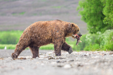 Ruling the landscape, brown bears of Kamchatka (Ursus arctos beringianus)