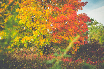 Autumn yeloow red and orange laeves on tree