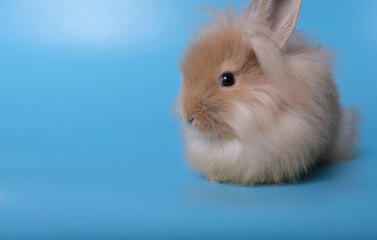 Small brown rabbit isolated on a blue background. It's a copy space.