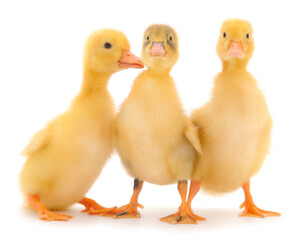 Three little cute duckling.
