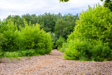 Path in the green forest in summer