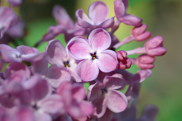 A closeup of a lilac blooming, a beautiful light purple color with shades of pink and green in the background.