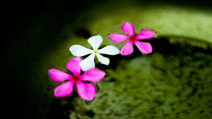 Fototapeta na wymiar pink flowers in the water