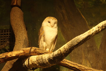 various kinds of animals in zoos